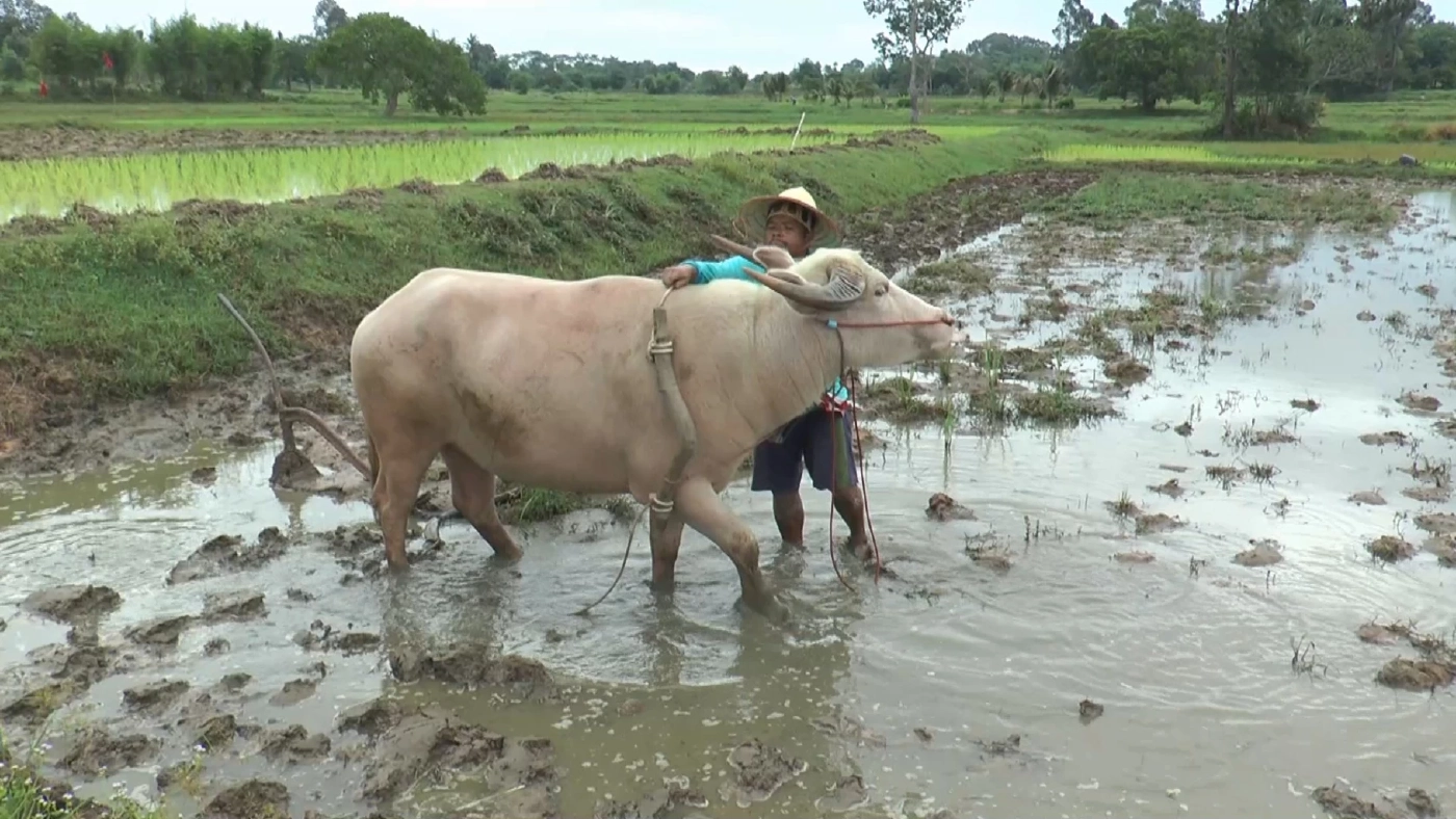 ชาวนายโสธรหันใช้ 'ควาย' เพื่อประหยัดต้นทุนทำนา