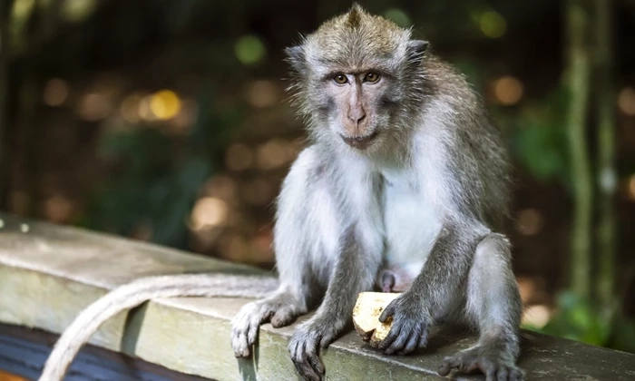 "โรคฝีดาษลิง" คืออะไร? ล่าสุดพบผู้ติดเชื้อในสหรัฐฯ-อังกฤษ