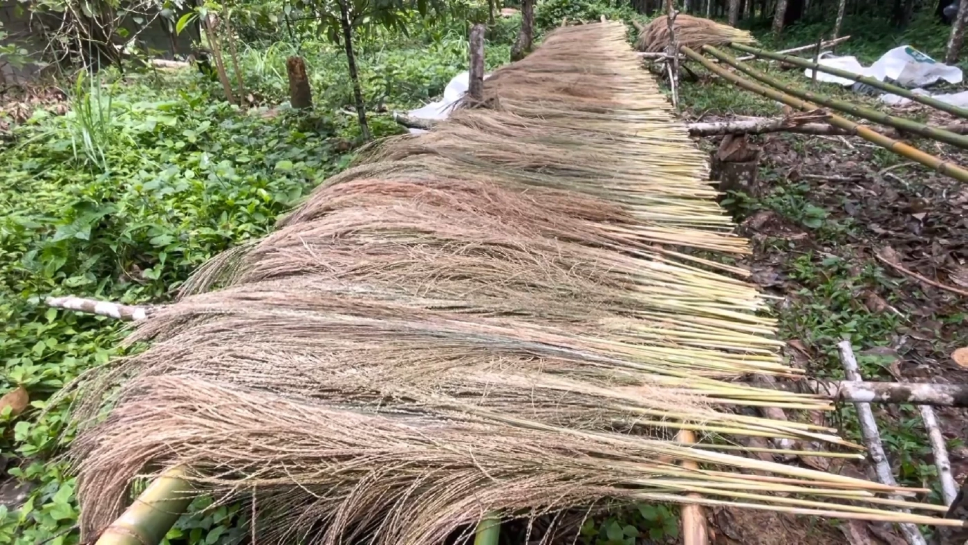 เก็บ 'ดอกหญ้า' ทำไม้กวาดขาย รับรายได้หลักหมื่น/เดือน