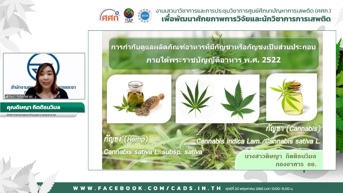 ห่วงกัญชาในไทยแทบเสรี หลัง"พ.ร.บ.กัญชาฯ"คลอด เตือน ผิดอนุสัญญายาเสพติด