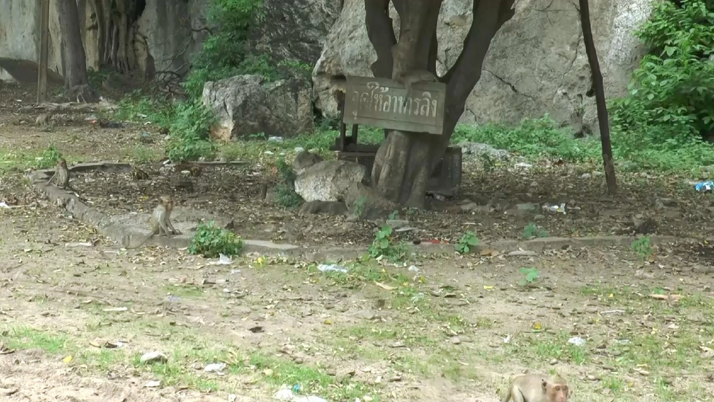 อุทัยธานี- ลิงเขาปฐวีขาดอาหาร ด้านชาวบ้าน ไม่หวั่น "ฝีดาษ-มาลาเรียโนวไซ"