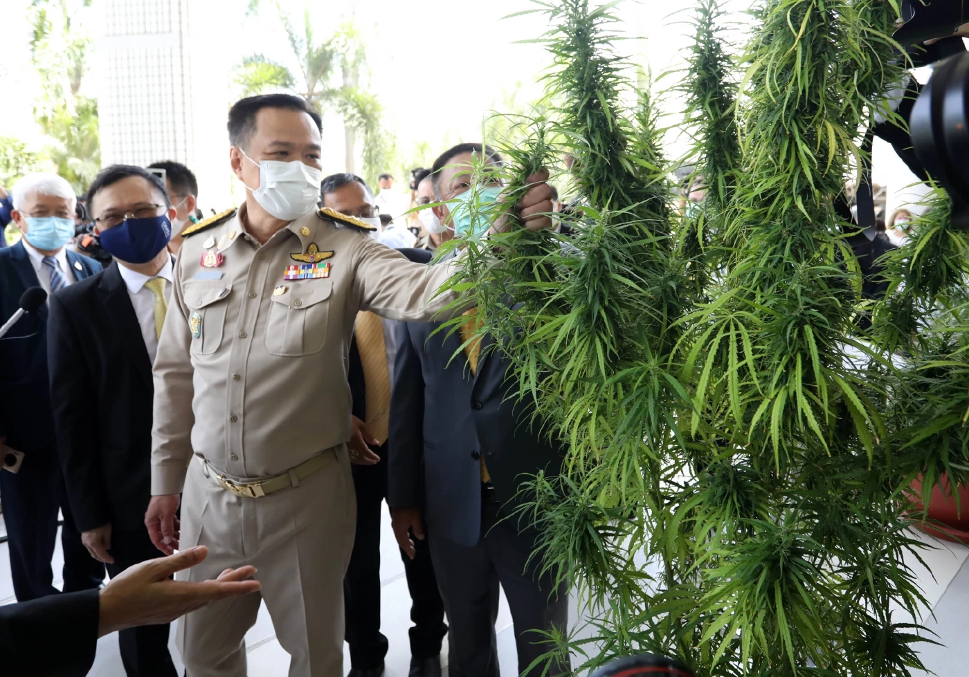 รัฐบาลเร่งพัฒนาสายพันธุ์กัญชา-กัญชง กระจายล้านต้นกล้าปลูกเพื่อการแพทย์