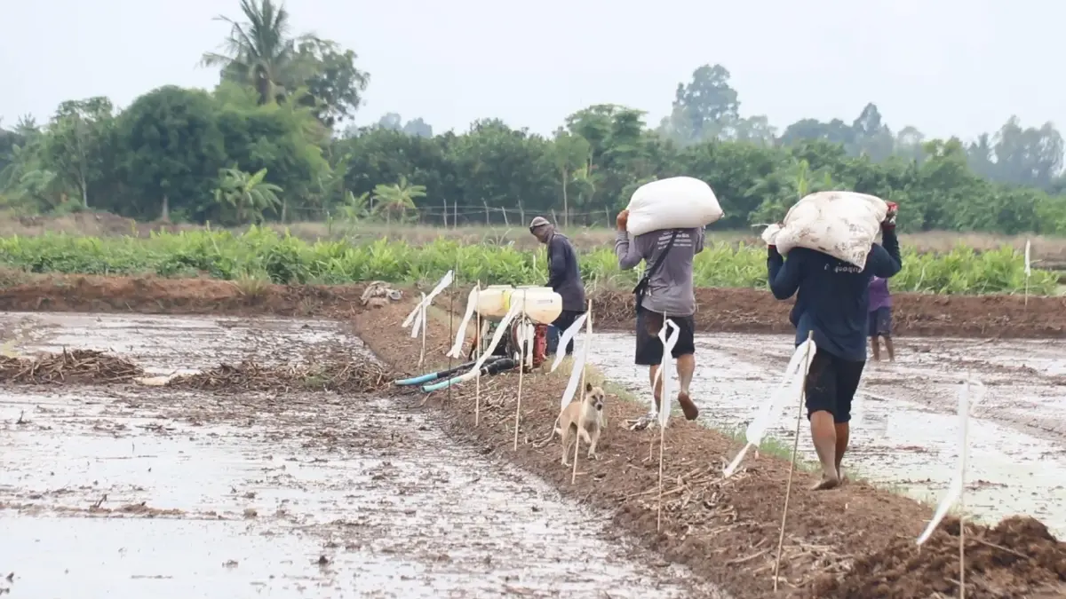 พิจิตร-เกษตรกรชาวนา ถือฤกษ์ดี "วันพืชมงคล" ปลูกข้าว วอนรัฐควบคุมราคาปุ๋ย