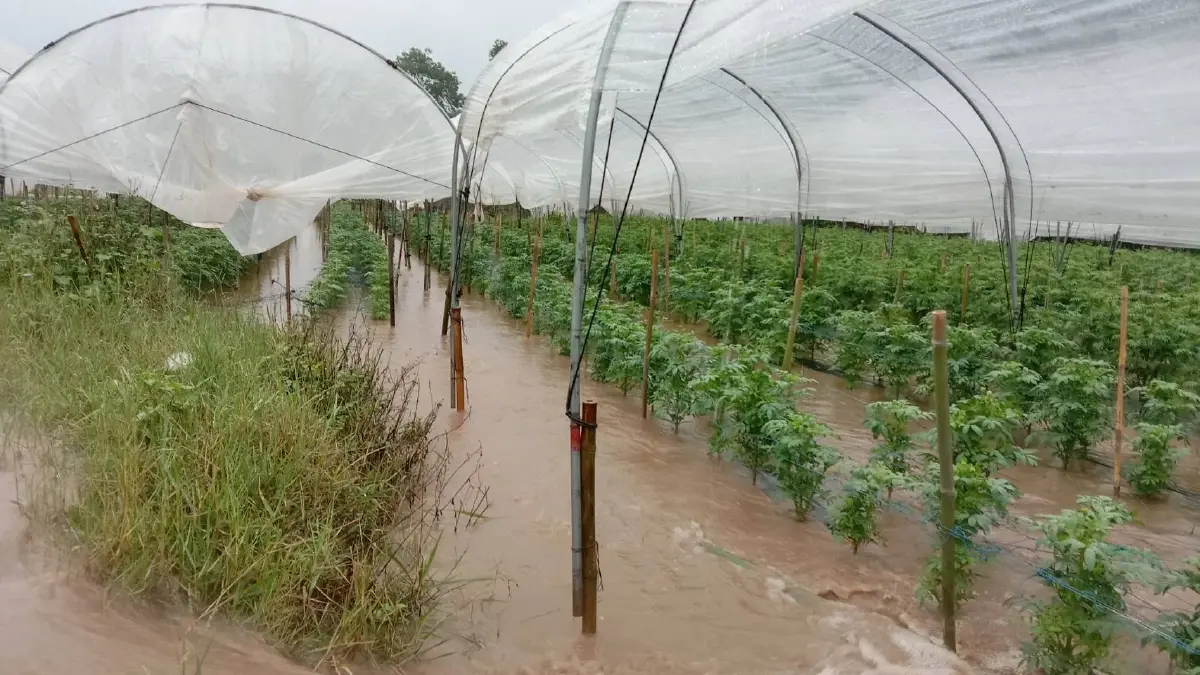 ชาวเชียงใหม่อ่วม ฝนถล่มหนักสุดรอบหลายปี น้ำป่าทะลักเข้าเมืองหลายพื้นที่