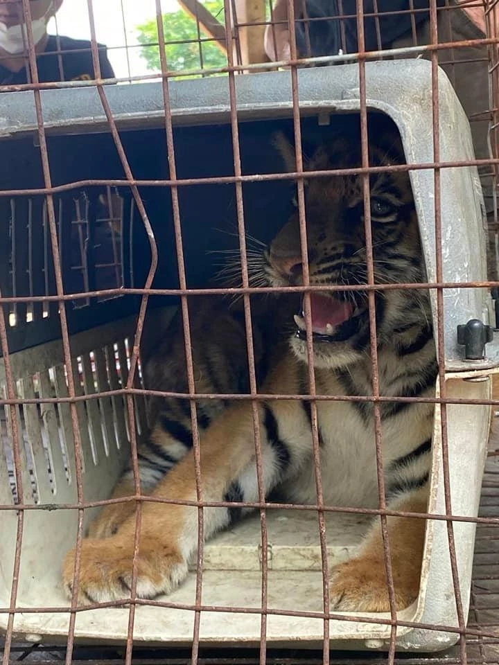 ปทส.จับกุมแก๊งค้าสัตว์ป่ารายใหญ่ที่นครราชสีมา