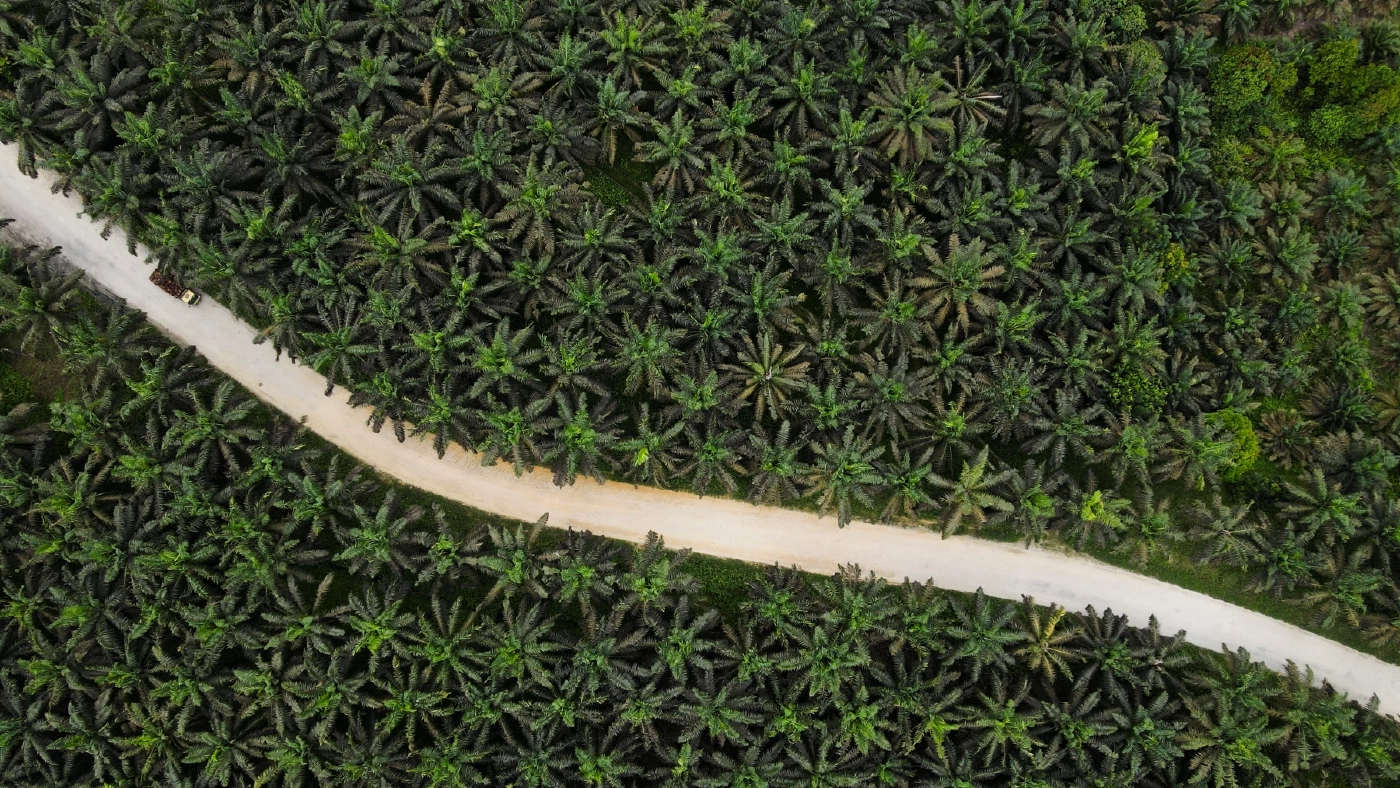 อินโดฯ ระงับส่งออกน้ำมันปาล์ม อินเดียเดือดร้อนหนัก