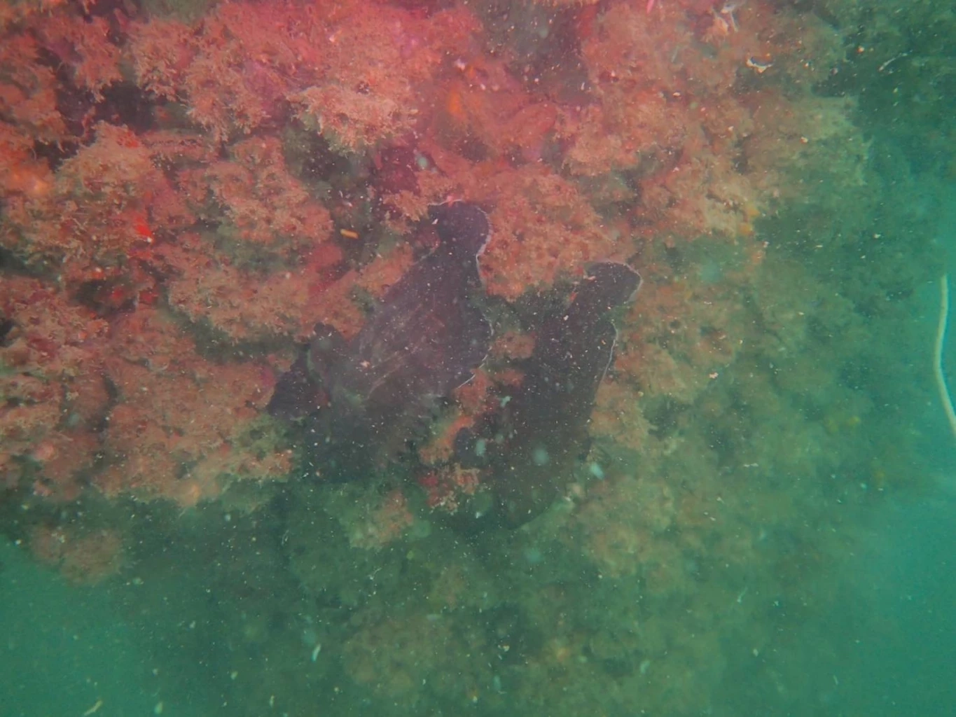 “รมว.ทส.” ปลื้ม! พบสัตว์ทะเลเพิ่มขึ้น แหล่งปะการังขาแท่นใต้ทะเล