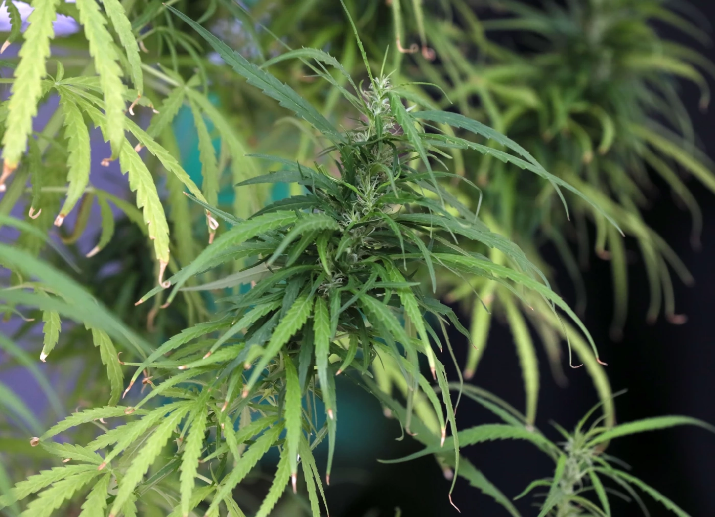 รัฐบาลเร่งพัฒนาสายพันธุ์กัญชา-กัญชง กระจายล้านต้นกล้าปลูกเพื่อการแพทย์