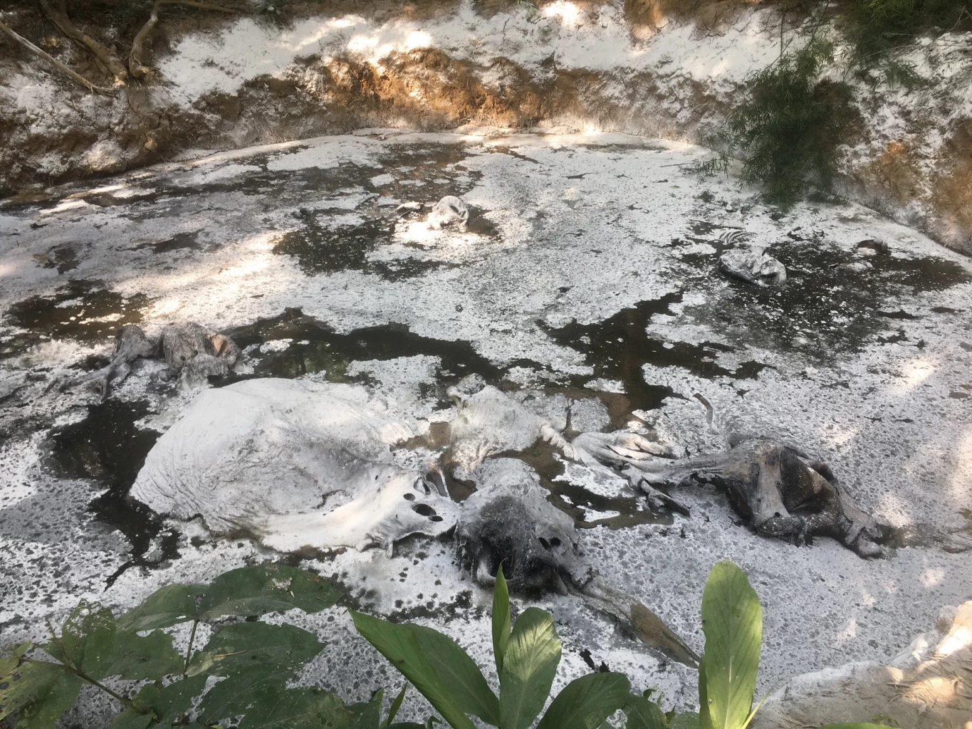 เหตุ 5 ช้างป่ากาญจนบุรี ตกหลุมยุบเสียชีวิต