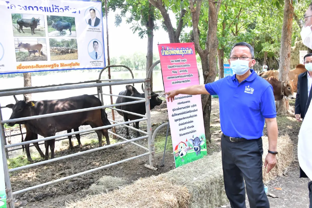 สมศักดิ์ เทพสุทิน จัดให้ จับมือ กทบ. ทุ่ม 50 ล้าน "โครงการยืมวัว 1,000 ครอบครัว"