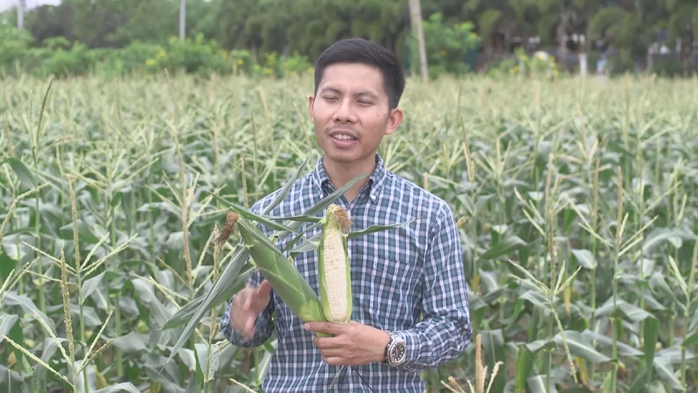 เกษตรกรหนุ่มปลูก 'ข้าวโพดหวาน' โกยหลักแสน/เดือน!