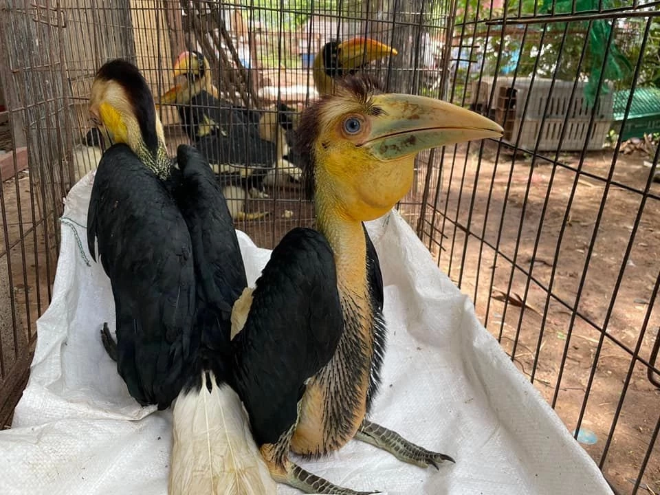 ปทส.จับกุมแก๊งค้าสัตว์ป่ารายใหญ่ที่นครราชสีมา