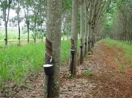 ปัจจัยภายใน-นอก หนุนยางมีเสถียรภาพ กยท.ฟันธง! ไตรมาส2ส่งออกสดใส
