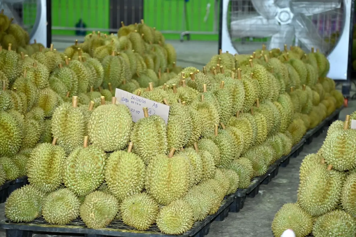 รัฐบาล-เอกชน ดันทุเรียนบุกตลาดจีน ปีนี้ฟันกำไรแสนล้าน!