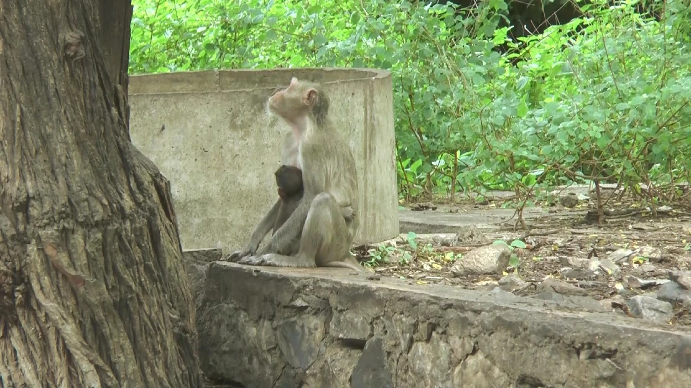 อุทัยธานี- ลิงเขาปฐวีขาดอาหาร ด้านชาวบ้าน ไม่หวั่น "ฝีดาษ-มาลาเรียโนวไซ"