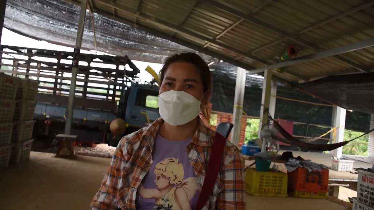 ชาวสวนบ้านบุฮมโอดโควิดฉุดราคา 'มะม่วง' ดิ่งหนัก