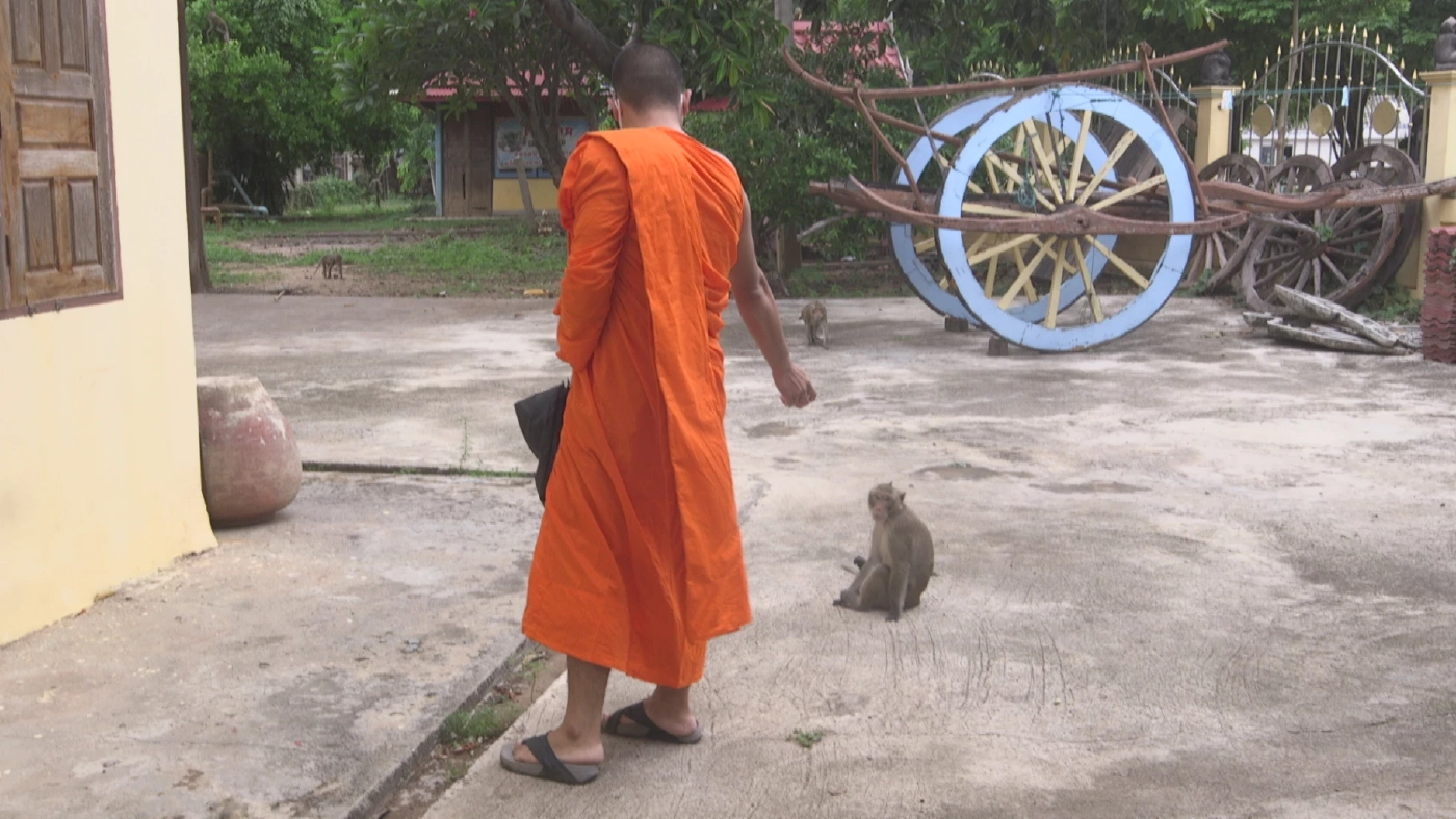 สาธารณสุขพิจิตร ยันวัดหาดมูลกระบือ ท่องเที่ยวปลอดภัย อย่ากังวล "ฝีดาษลิง"