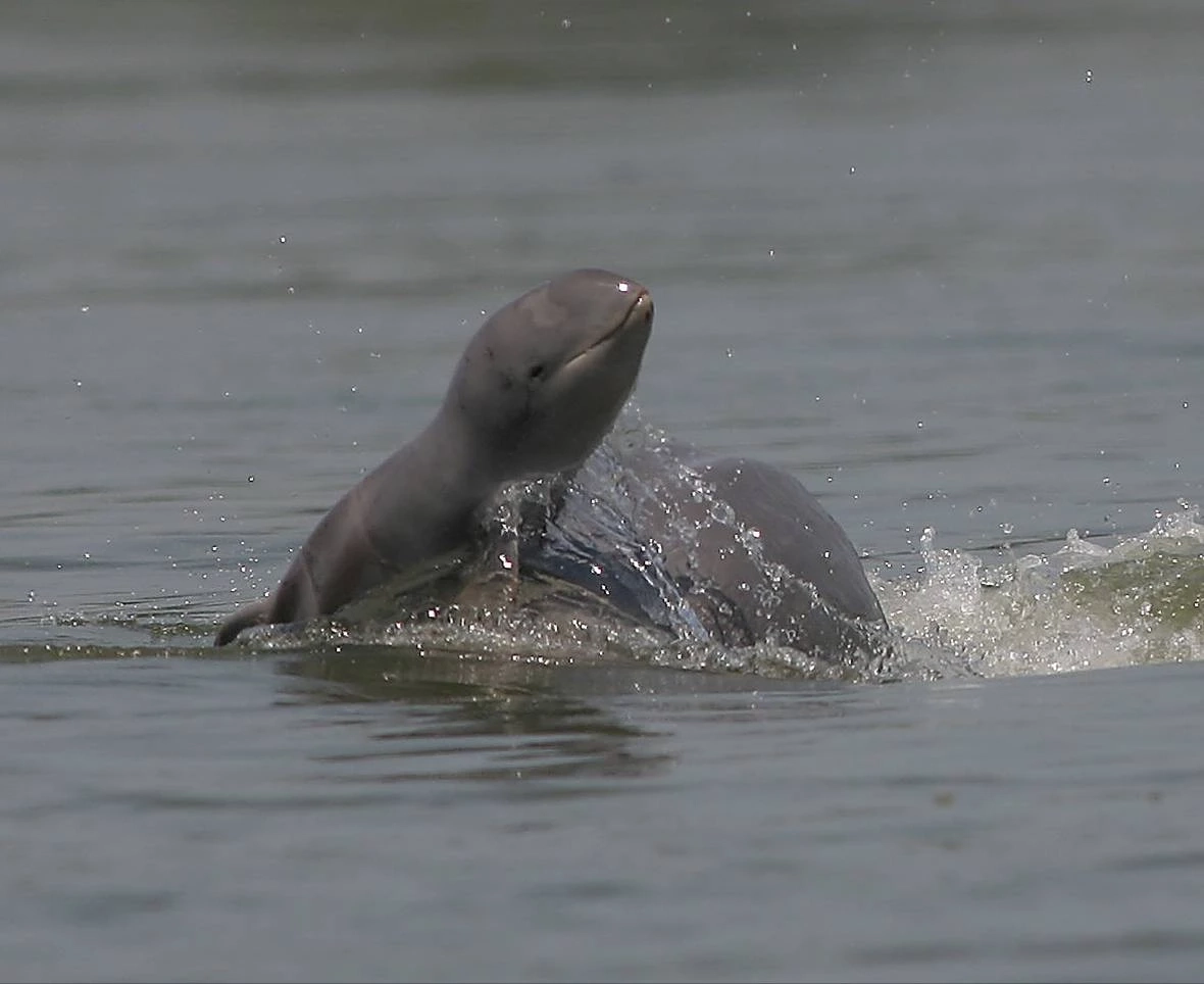 โลมาอิรวดีทะเลสาบสงขลา