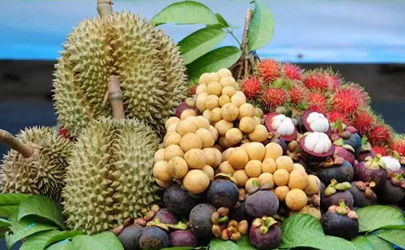 4 ไม้ผลตะวันออก ปีนี้ 1.19 ล้านตัน เร่งคุมคุณภาพ กระจายสินค้า