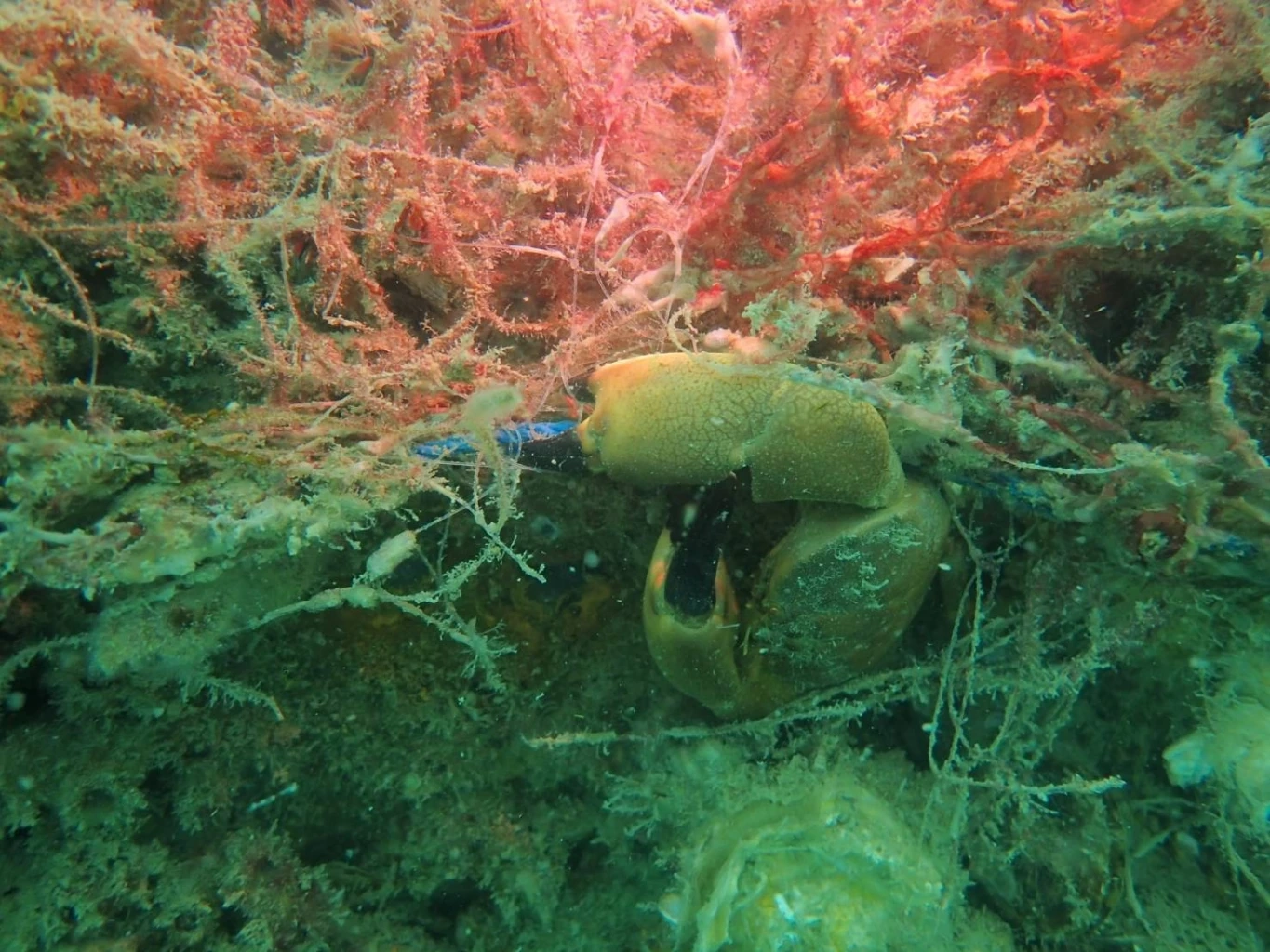 “รมว.ทส.” ปลื้ม! พบสัตว์ทะเลเพิ่มขึ้น แหล่งปะการังขาแท่นใต้ทะเล