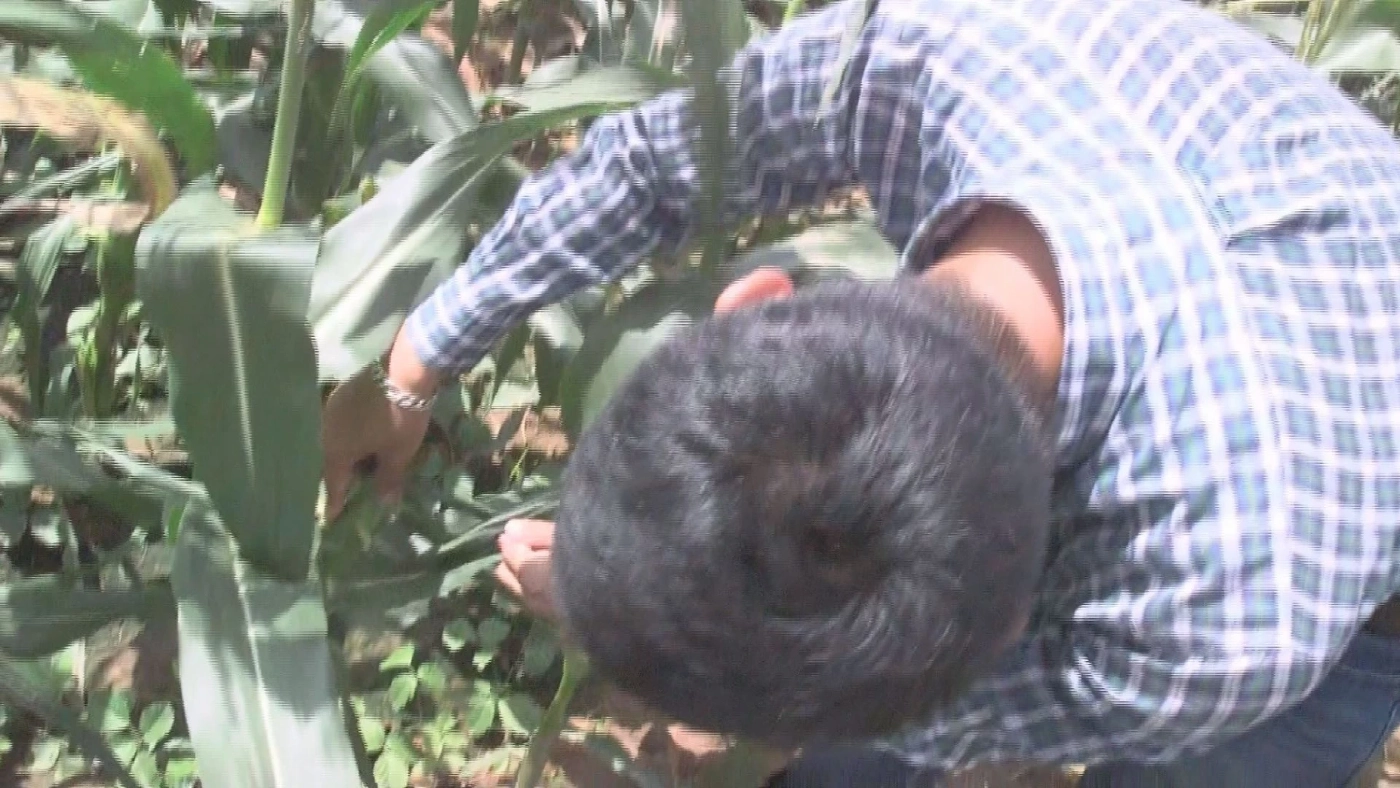 เกษตรกรหนุ่มปลูก 'ข้าวโพดหวาน' โกยหลักแสน/เดือน!