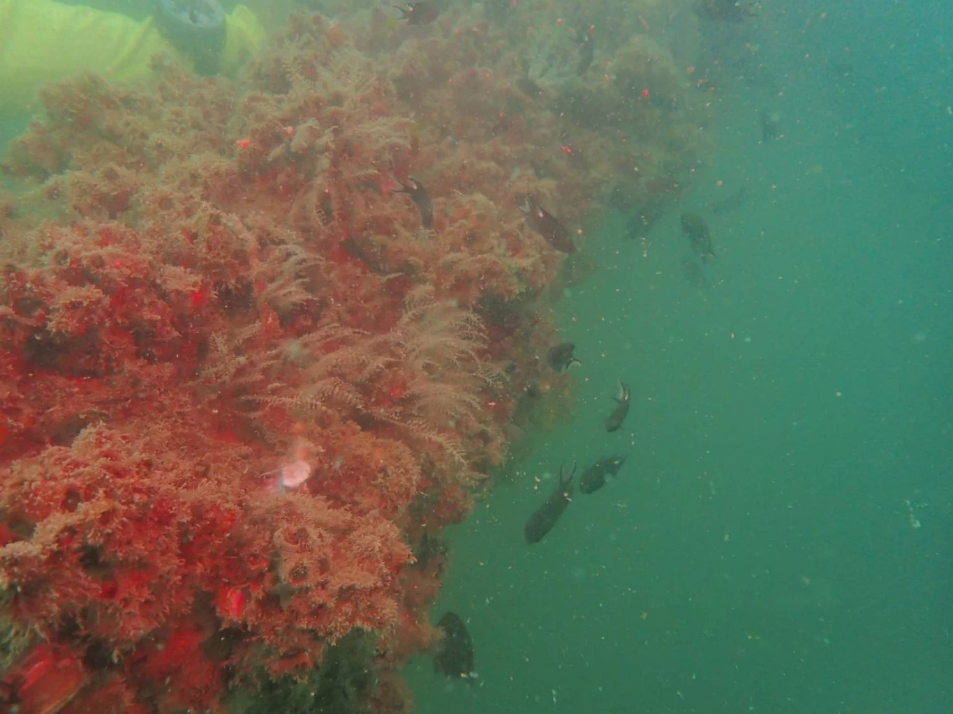 “รมว.ทส.” ปลื้ม! พบสัตว์ทะเลเพิ่มขึ้น แหล่งปะการังขาแท่นใต้ทะเล