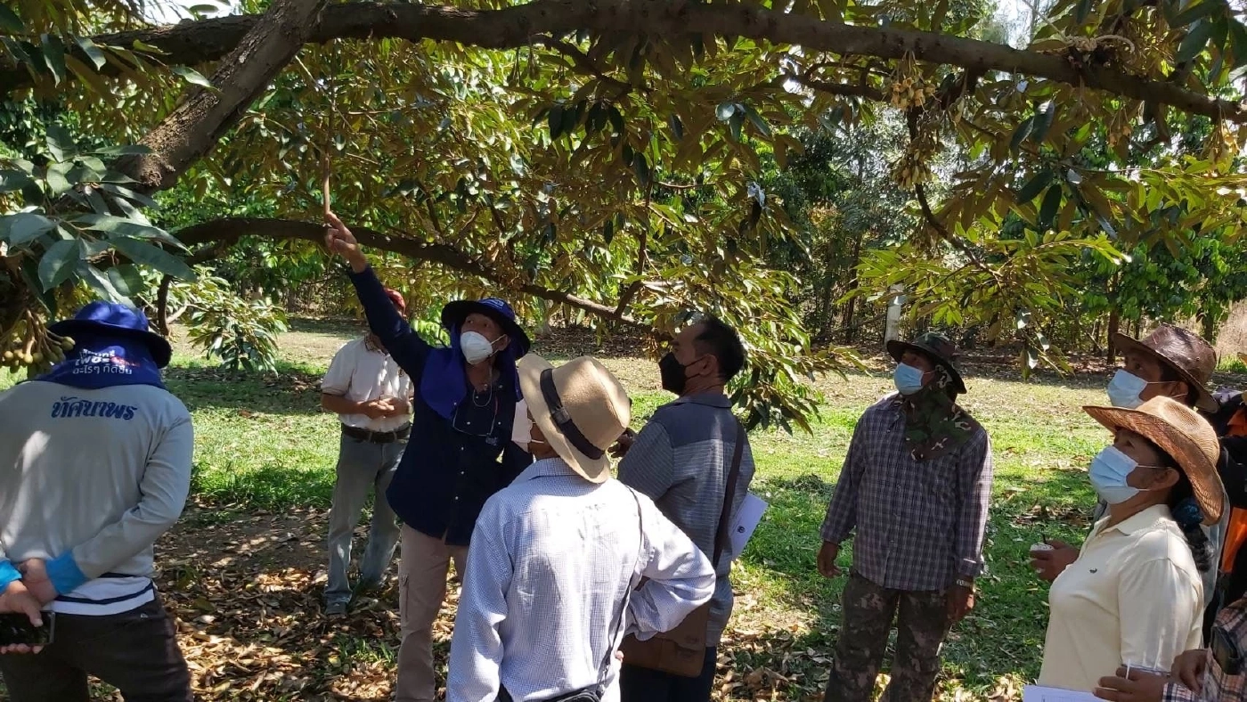 "ทุเรียนโอโซน"ผลผลิตเกษตรแปลงใหญ่ ชัยภูมิเปิดจอง พ.ค.นี้