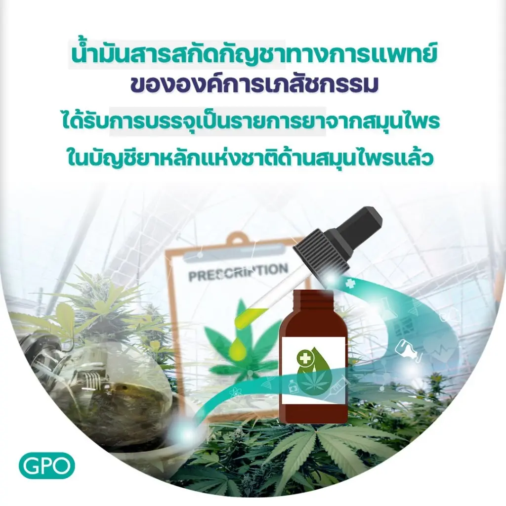อภ. ผลิตน้ำมันกัญชาสูตรที่ 4 สารสกัดเข้มข้น 6 เท่า ช่วยผู้ป่วยมะเร็งระยะท้าย