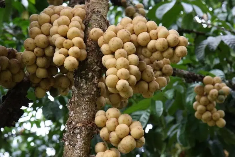 4 ไม้ผลตะวันออก ปีนี้ 1.19 ล้านตัน เร่งคุมคุณภาพ กระจายสินค้า