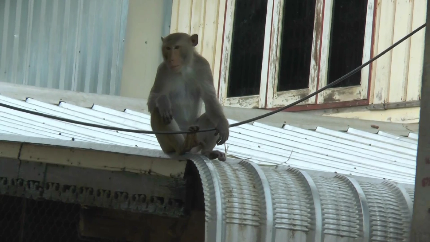 อุทัยธานี- ลิงเขาปฐวีขาดอาหาร ด้านชาวบ้าน ไม่หวั่น "ฝีดาษ-มาลาเรียโนวไซ"