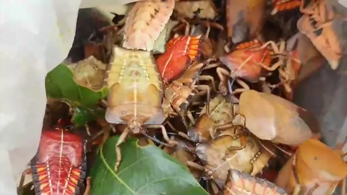 ชาวบ้านจับ 'แมงแกง' ขายรายได้งามรับเงินวันละพัน!