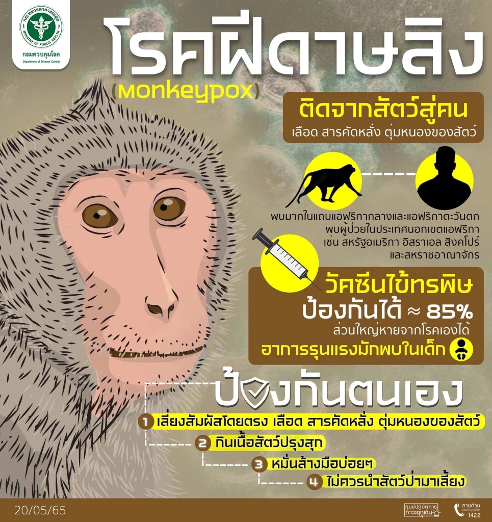 อย่าบูลลี่ลิงไทย!  "ฝีดาษลิง" จากสัตว์ป่าแอฟริกา ย้ำระบาดในยุโรปจากคนสู่คน