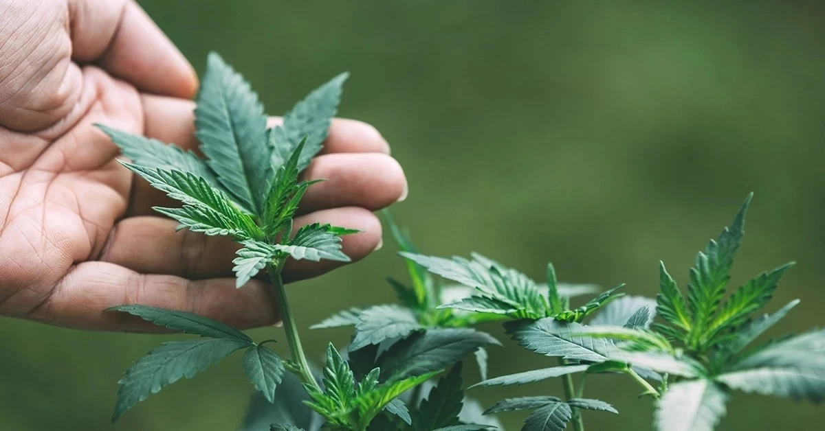 เปิด 3 ขั้นตอนง่ายๆ ก่อนปลูก "กัญชา-กัญชง" ผ่านแอปพลิเคชัน "ปลูกกัญ"