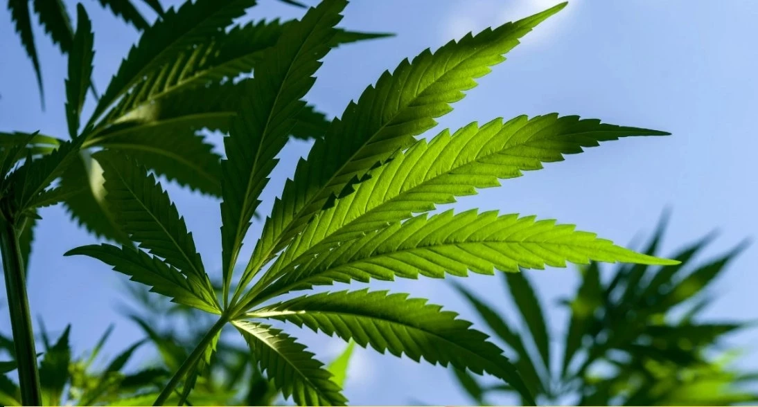 อึ้ง เปิดมูลค่าอุตสาหกรรม"กัญชา"ในตลาดโลก มีผลถึงคนไทยอย่างไรในระยะยาว