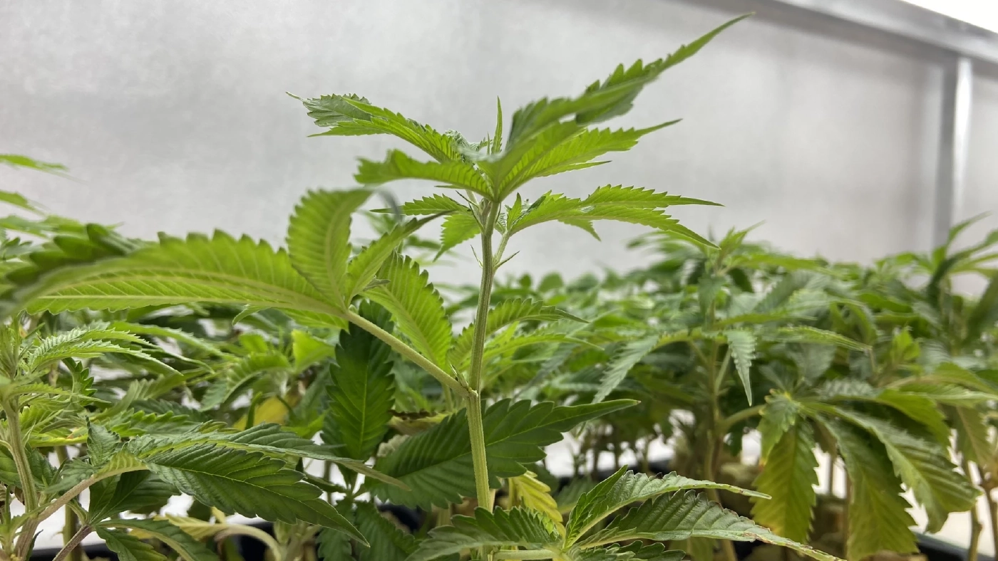 ต้นกัญชงกัญชา