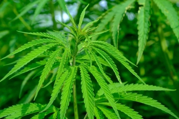 ส่องหลักเกณฑ์เปิด “เสรีกัญชา” 9 มิ.ย. นี้ อะไรทำได้ ทำไม่ได้บ้าง ?