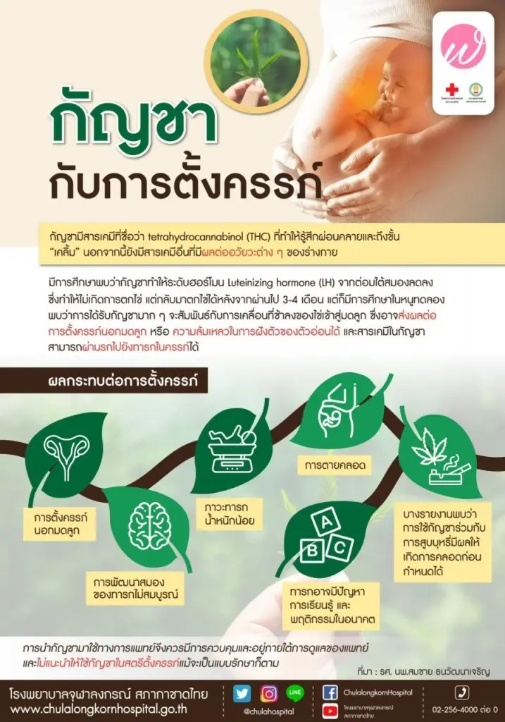 “เพจ Drama – addict” เตือนคนท้องอาจตายคลอด หากกินอาหารที่มีส่วนผสมของกัญชา