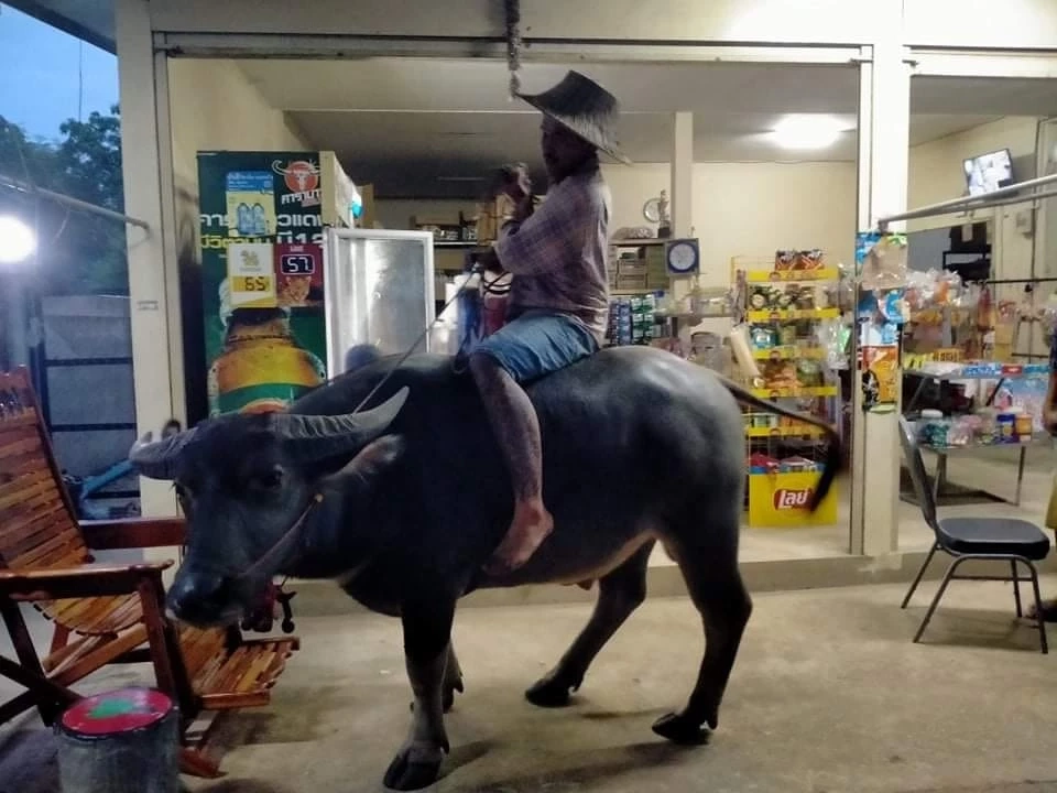 ประชดน้ำมันแพง “หนุ่มโคราช” ขี่ควายไปซื้อของ ชาวเน็ตแห่แซวสนั่นโซเชียล