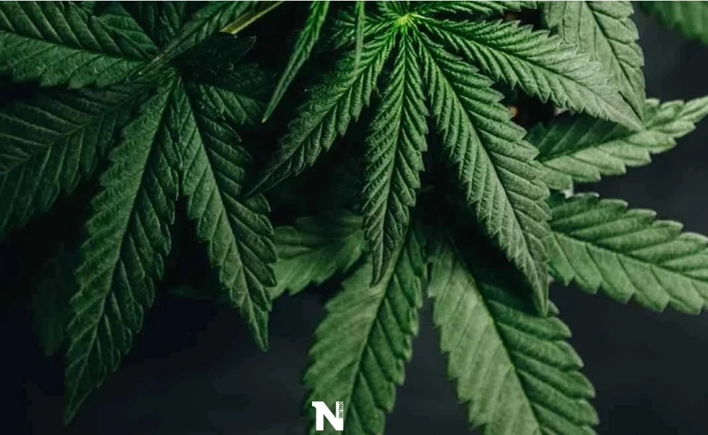 อึ้ง เปิดมูลค่าอุตสาหกรรม"กัญชา"ในตลาดโลก มีผลถึงคนไทยอย่างไรในระยะยาว