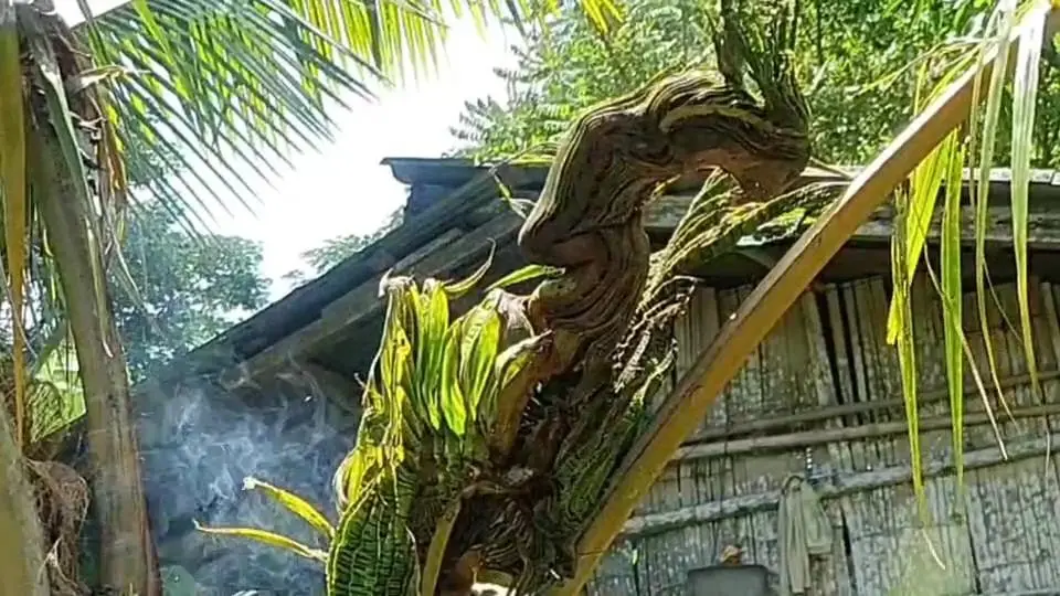 'พญานาค' ตระหง่าน กลางสวนมะพร้าว  ใกล้โบราณสถานบ้านร่องไฮ