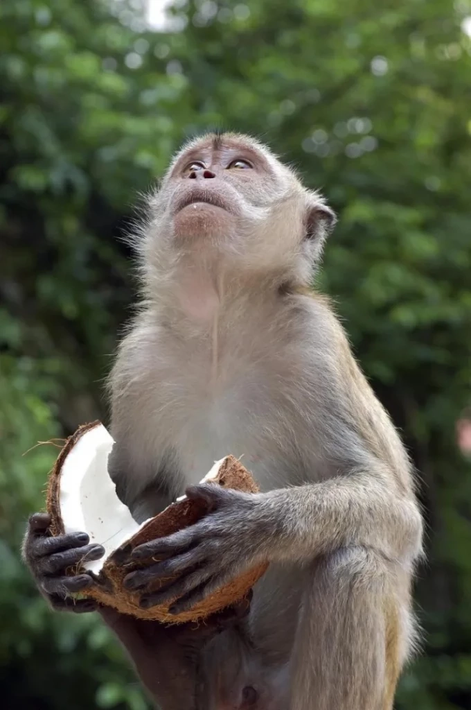 DITP แจงปมใช้ "ลิงเก็บมะพร้าว" ย้ำเป็นวิถีชุมชน ยัน Walmart ไม่ได้แบนกะทิไทย