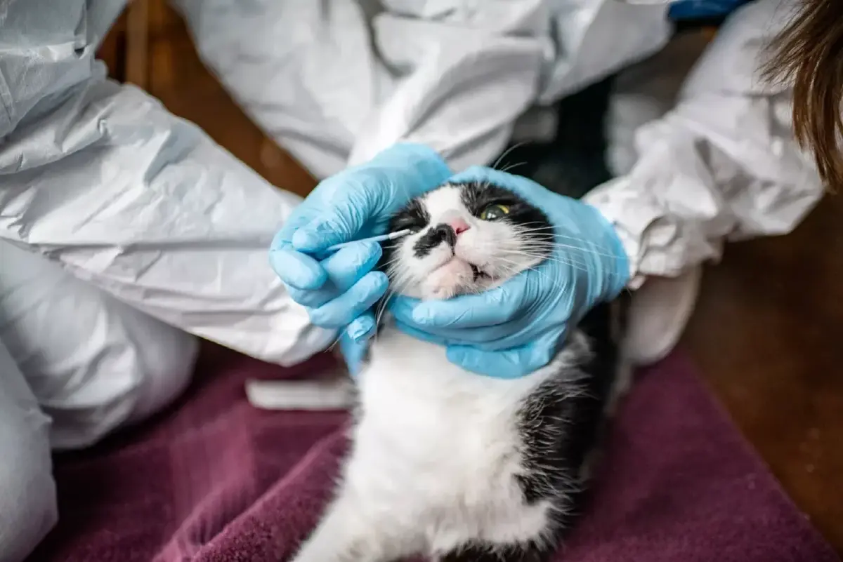 อึ้ง!! ไทยพบ “แมวจามใส่คน” ทำติดโควิด ด้าน"หมอธีระวัฒน์" ชี้เป็นเรื่องปกติ