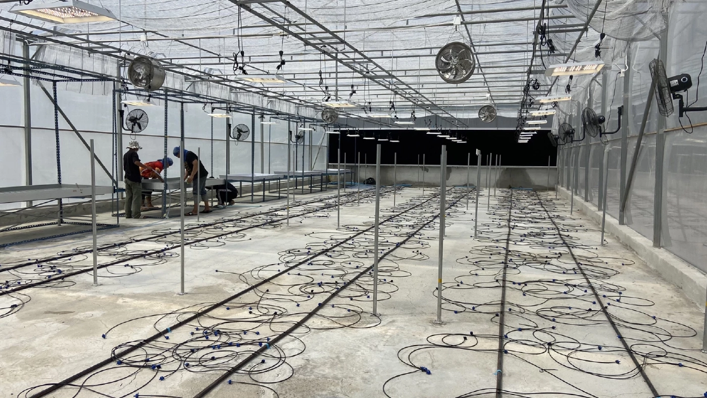 โรงเรือนปลูกกัญชา