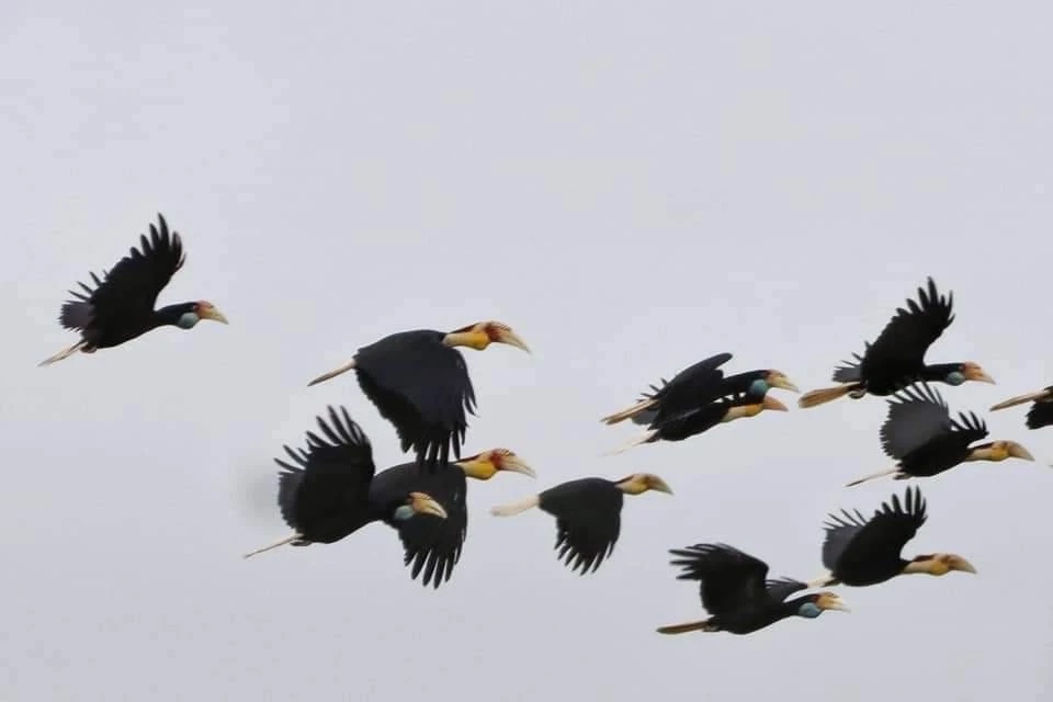 สุดตื่นตา ฝูงนกเงือกอพยพ บินโชว์ตัวเหนือผืนป่าทุ่งระยะ -นาสัก ระนอง