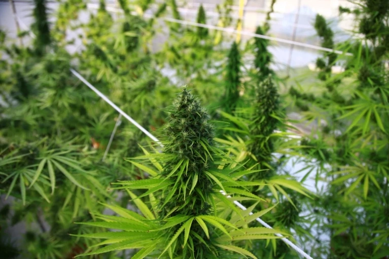 ส่องหลักเกณฑ์เปิด “เสรีกัญชา” 9 มิ.ย. นี้ อะไรทำได้ ทำไม่ได้บ้าง ?