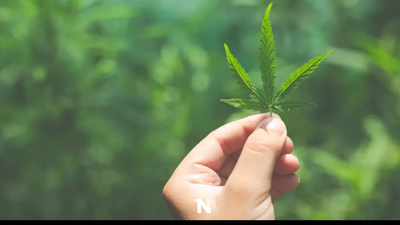 เผยวิธีตรวจค่า THC ในกัญชาว่าเกิน 0.2% หรือไม่ จะต้องทำยังไง