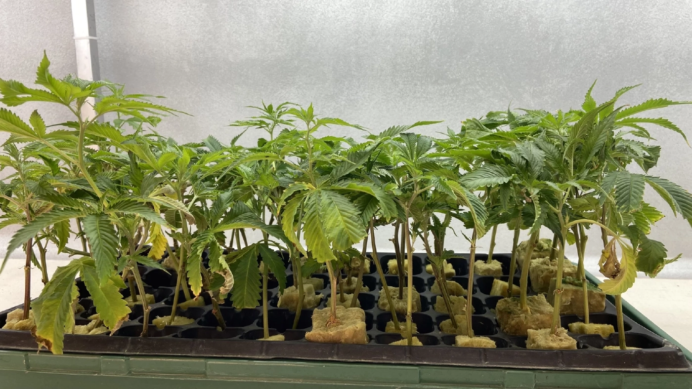 ต้นกล้ากัญชง