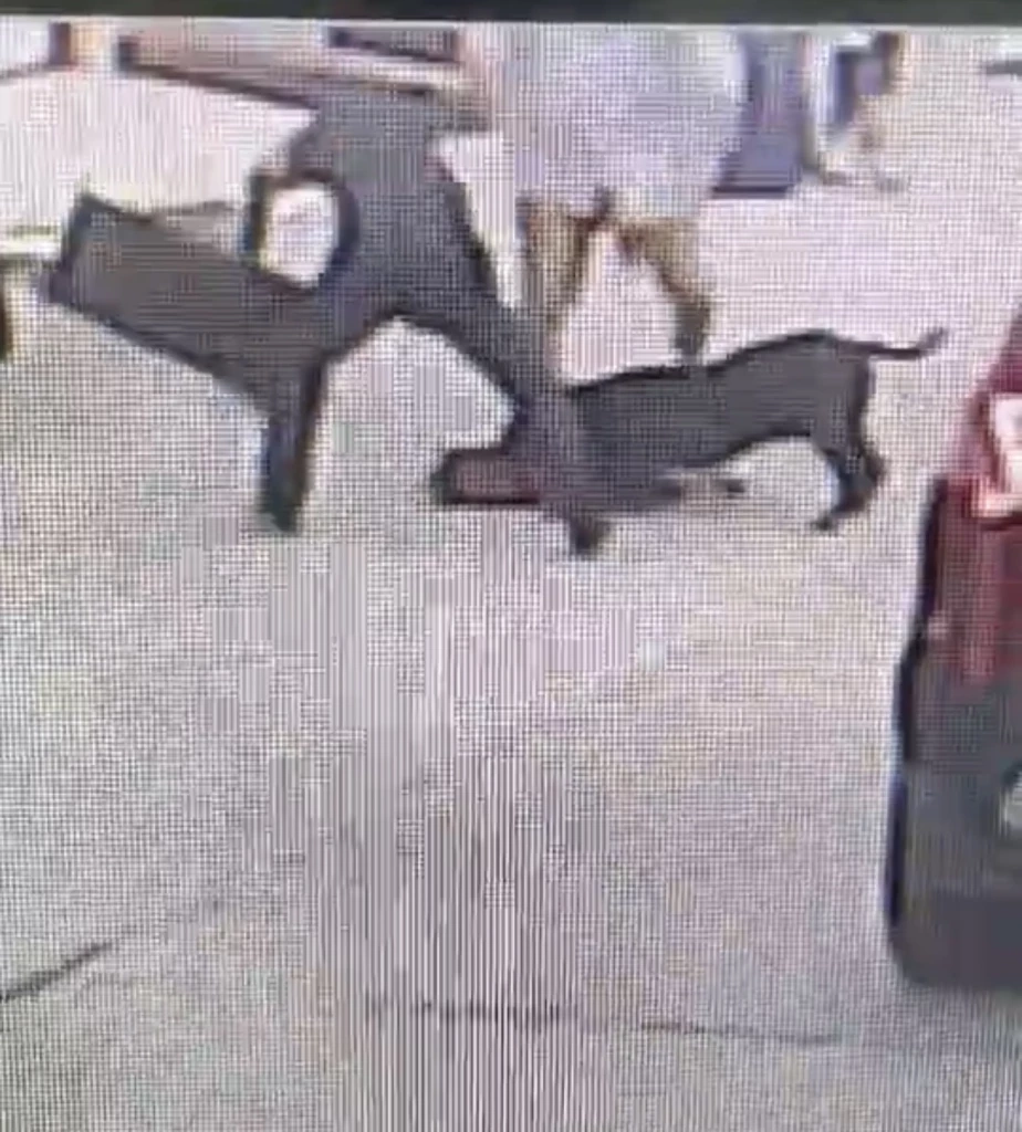 ดูแลเด็กอย่างไรไม่ให้ถูก หมากัด ซ้ำรอยชาวต่างชาติที่พัทยา ต้องเย็บ 200 เข็ม