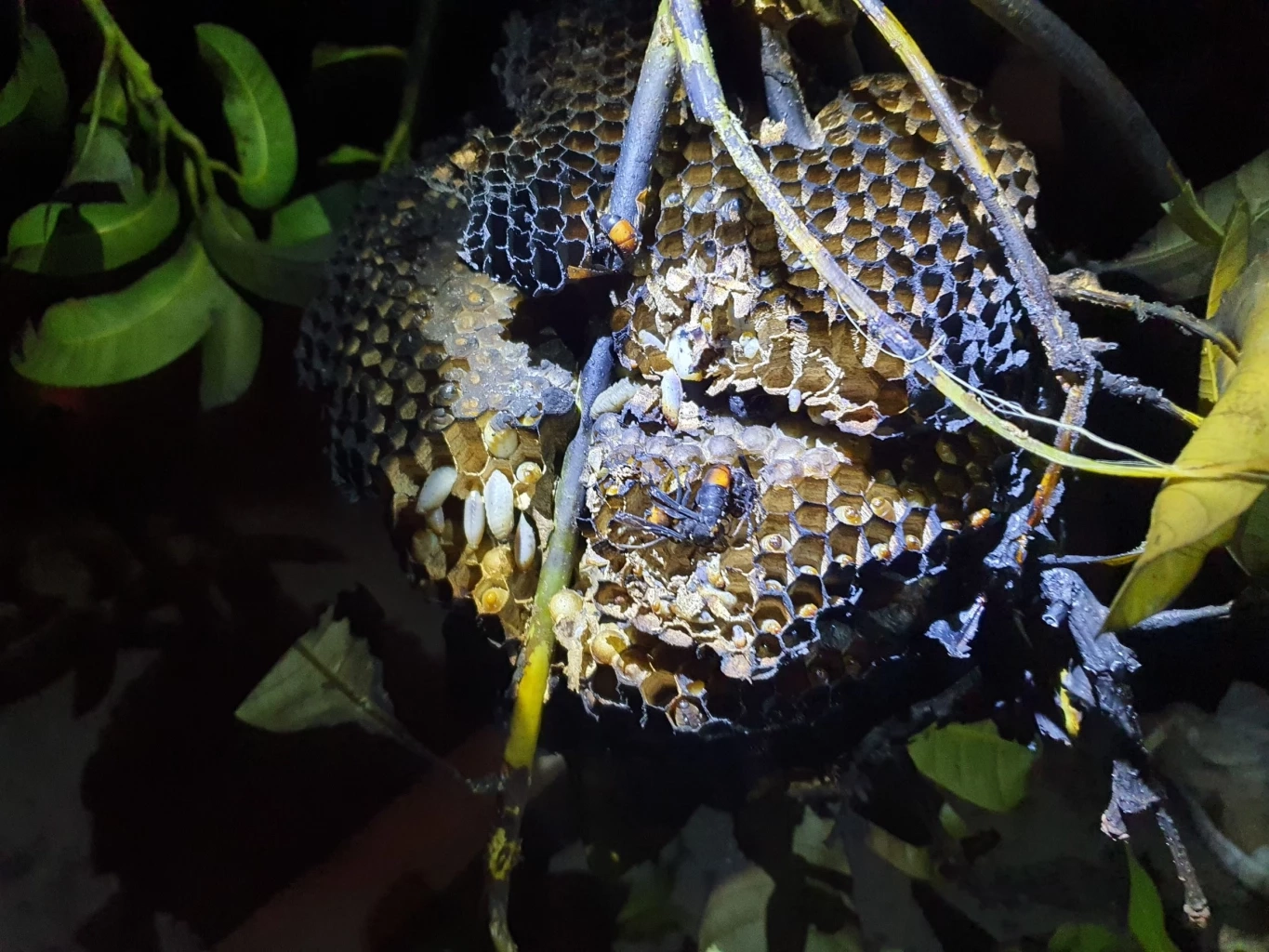 เด็กหญิงวัย11ขวบ โดนต่อหัวเสือนับ10ตัวรุมต่อยแทบหมดสติ