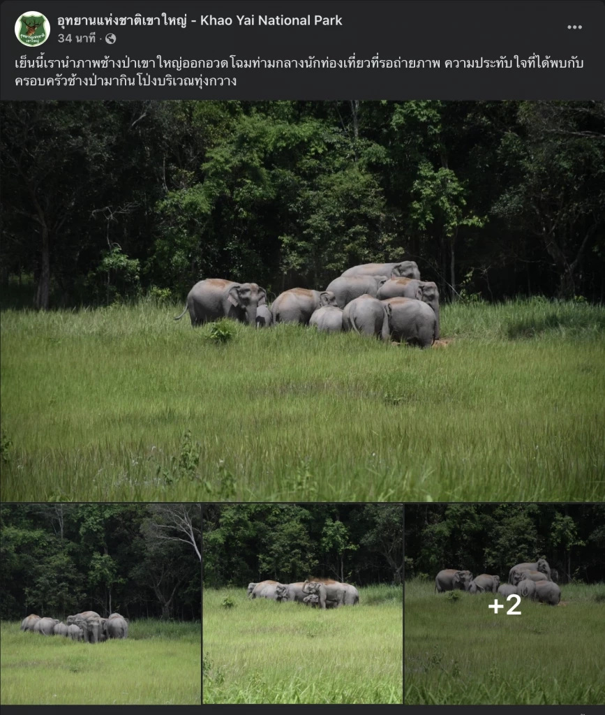 ช้างป่ายั่ว ๆ จ้า เพจอุทยานแห่งชาติเขาใหญ่ โชว์ภาพฝูงช้างกินดินโป่งอวด นทท.